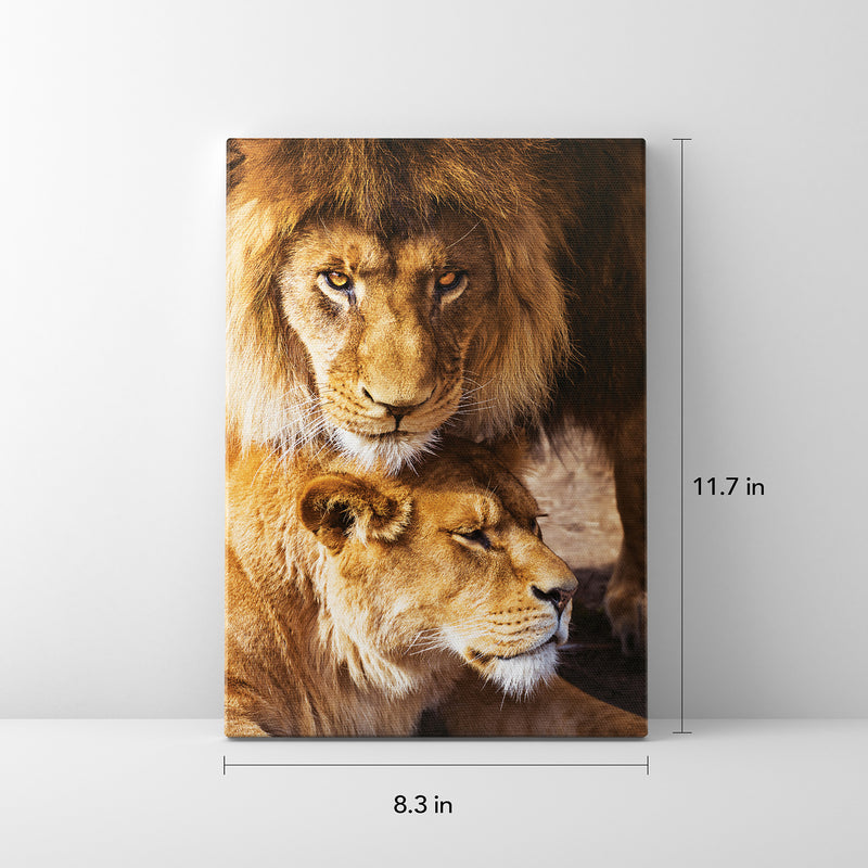 Captivating Lion Pair Courtship: Transform Your Space with Our Canvas Print!